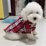 Buy pet cat dog summer spring shirt clothes on Petsasa in Nairobi Kenya