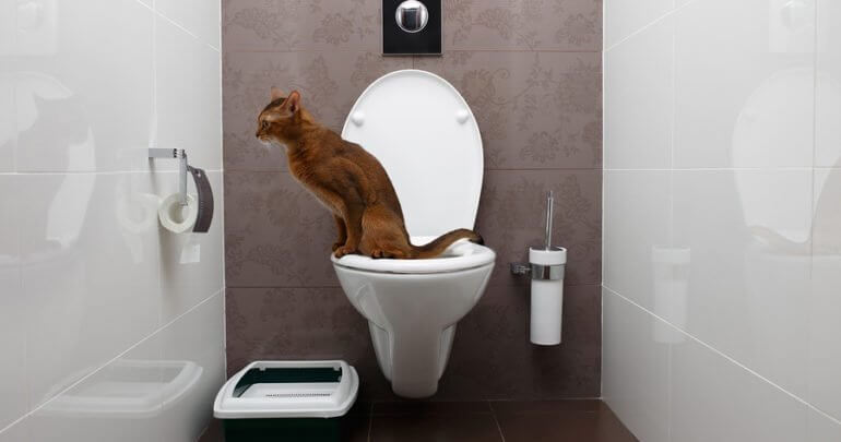 Trained cat to use the potty toilet