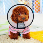 Buy Recovery Cone Collar for dog or cat in Kenya on spawtive for small dogs