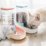 Buy Automatic Pet Food and Water Feeder for Dogs and Cats in kenya