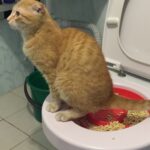 a Cat-training-Toilet-Syastem-Seat-Pet-Plastic-litter-Box-Tray-Kit-Professional-Trainer-In-Kenya-Spawtive.co.ke