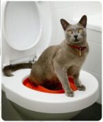 c Cat-training-Toilet-Syastem-Seat-Pet-Plastic-litter-Box-Tray-Kit-Professional-Trainer-In-Kenya-Spawtive.co.ke