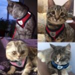 Cats Wearing Spawtive Breathable Mesh Cat Pet Harness and Leash Set in Kenya