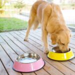 Buy Petsasa Large Dog Food and Water Bowl Plate in Kenya