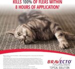 Bravecto Spot On For Large Cats 6.25-12.5kg - Image 2