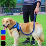 Petsasa Padded Back Sports Big Dog Harness + Leash Shop Dog Leash in Kenya at Petsasa