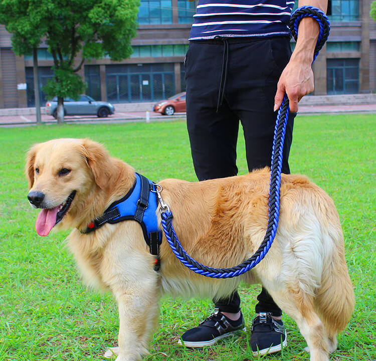 Double Strand Strong Dog Leash and Harness Set | Kenya