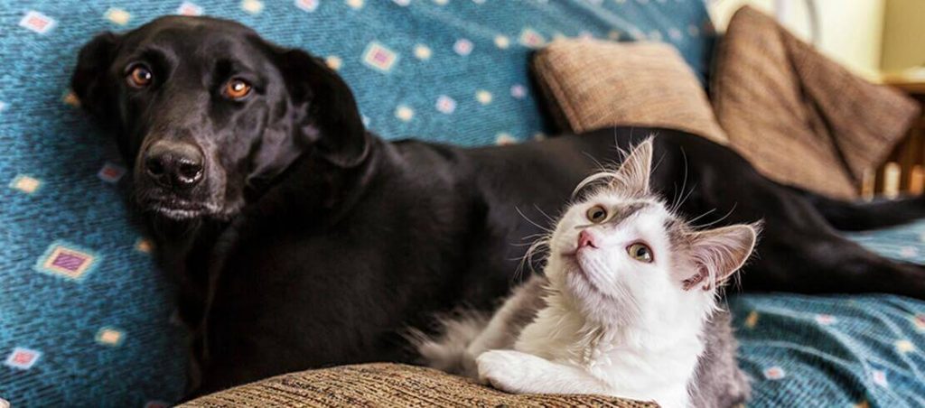 Flea and tick treatment solutions for pet cats and dogs in Kenya