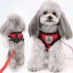 Buy Collar Harness and Leas for Small or Medium Dogs in Kenya