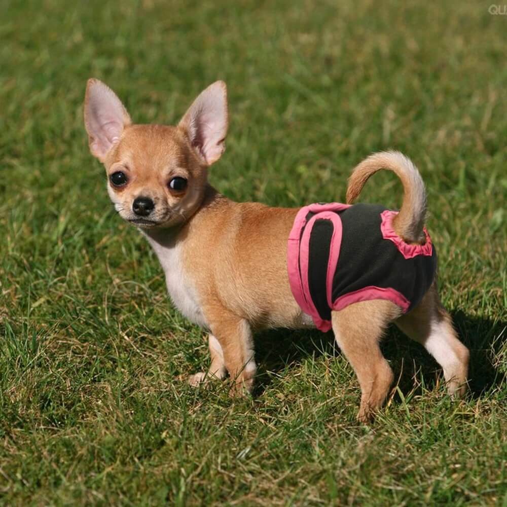 doggie pants for females in heat