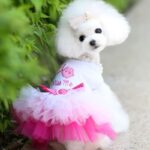 Best Cute Dog Clothes Kiss Me Lace Dog Dress, For Cats & Dogs Puppy Dress in Kenya On Petsasa