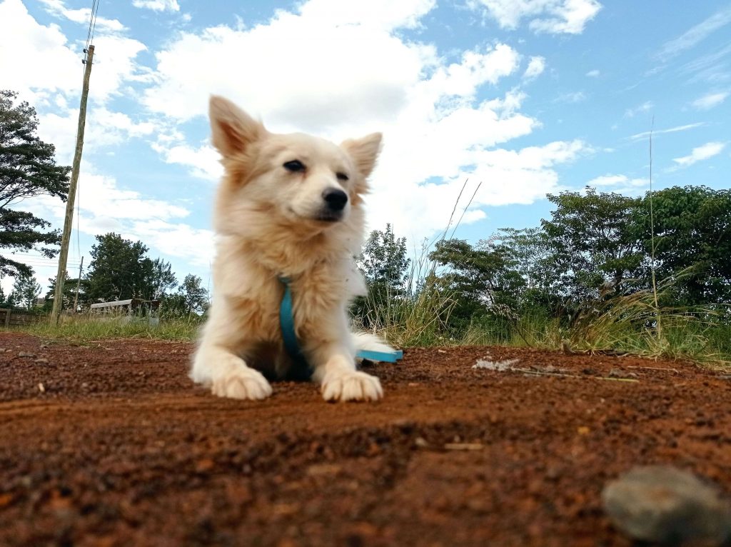 Wolf - White Fluffy Dog For Adoption in Nairobi