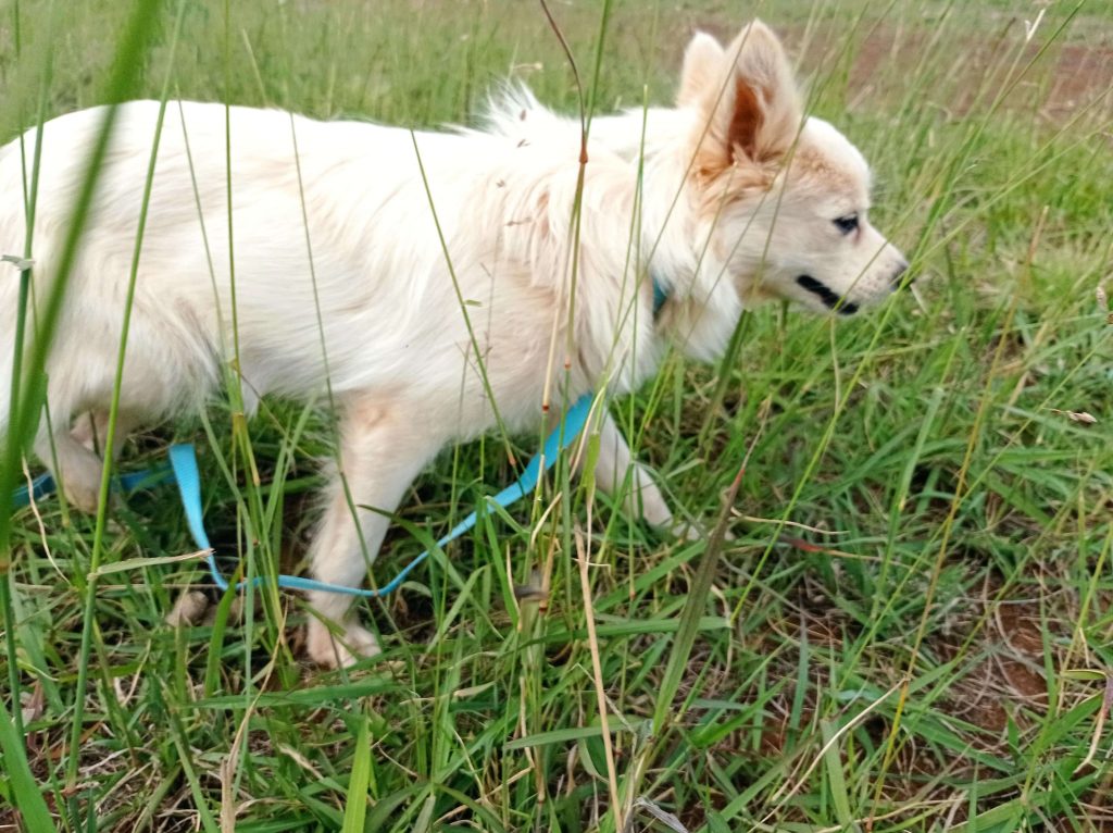 Wolf - White Fluffy Dog For Adoption in Nairobi