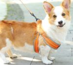 Outdoors Walking Extra Padded Sports Dog Harness & Dog Leash for Medium - Large Dogs Nairobi Kenya