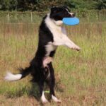 Petsasa Flying Disc Chase and Fetch Dog Toy in Nairobi Kenya