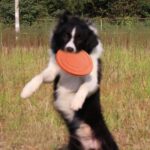 Buy Flying Disc Chase and Fetch Dog Toy in Mombasa Kenya