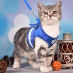 Beautiful Step-In Soft Vest Cat Harness + Leash at Petsasa Kenya in Nairobi