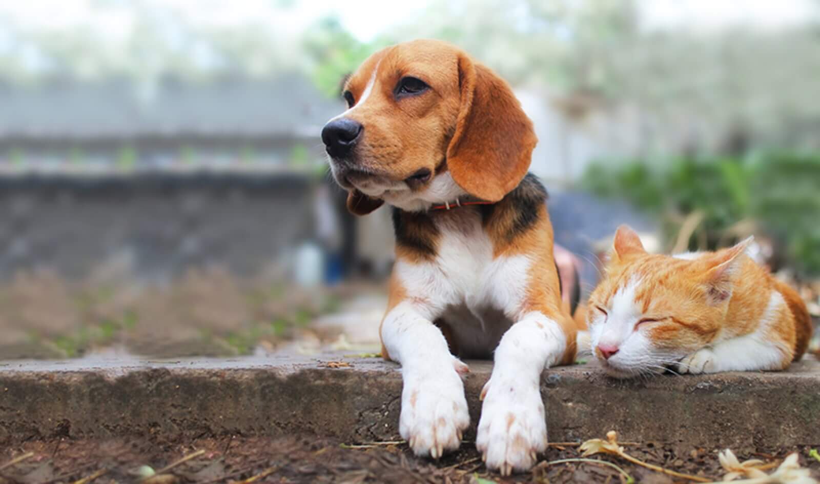 Pet Microchipping Service in Nairobi Kenya