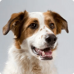 Pet Store and Pet Services in Kenya 2