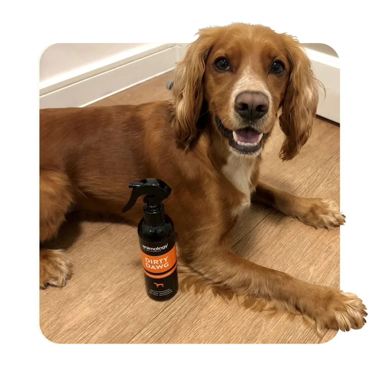 Buy Animology Dirty Dawg No Rinse Dog Shampoo dry dog shampoo in Kenya