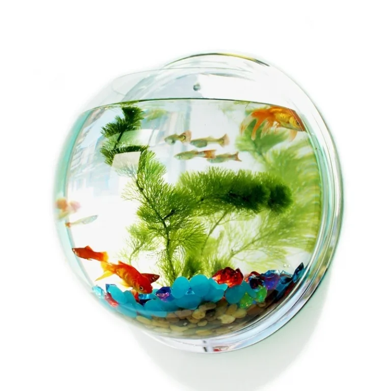 Buy Wall Hanging Fish Bowl Aquarium in Nairobi Kenya