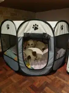 Large PetIcon Foldable Pop-Up Dog Play Pen and Cats for two dogs