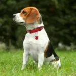 Soft Two-Tone PU Leather Padded Dog Collar