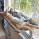 Two cats large Window Mounted Cat Hammock Perch Bed