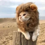 Fancy Lion Mane Cats Costume