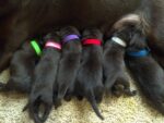 Colorful Puppy Litter Identification Bands tags at Petsasa kenya