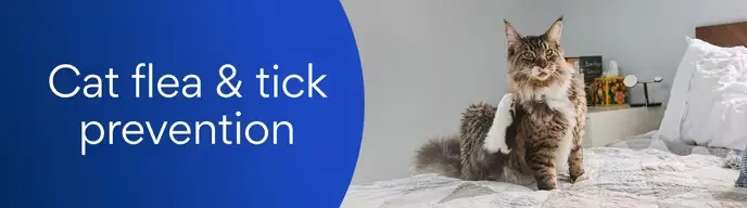 Cat flea & tick prevention in Kenya