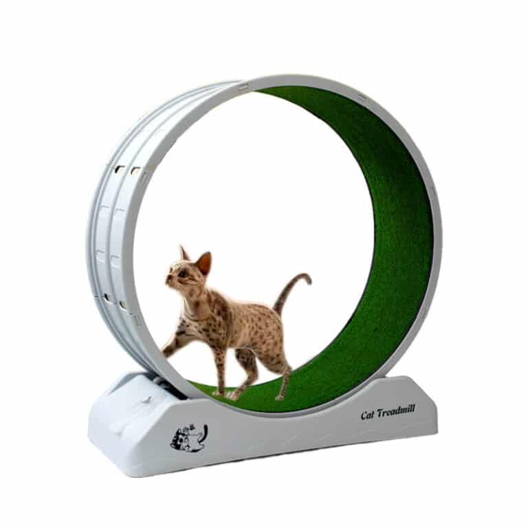 Miao Exercise Running Wheel Cat Treadmill