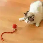 Cat Enjoying Automatic Dodgeball Rolling Cat Toy