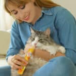 Cat Eating a Bar of INABA Churu Pops Cat Treats