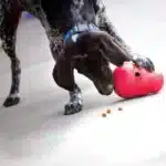 Dog Playing Kong Wobbler Interactive Treat Dispensing Dog Toy