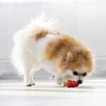 Dog Playing with KONG Classic Durable Natural Rubber Dog Toy Petshop Kenya