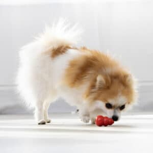 Dog Playing with KONG Classic Durable Natural Rubber Dog Toy Petshop Kenya