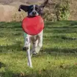 Dog Playing with KONG Flyer Dog Frisbee Toy at Petshop Nairobi