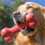 Dog playing with KONG Goodie Bone Dog Toy Petstore Kenya