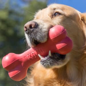 Dog playing with KONG Goodie Bone Dog Toy Petstore Kenya